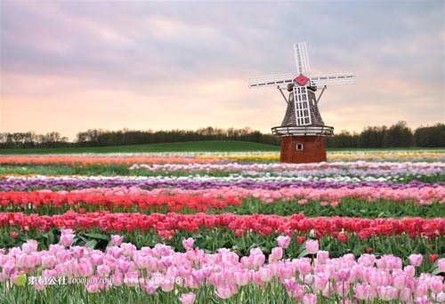 荷兰旅游_荷兰旅游景点_介绍_排行_价格_推荐 - 中青旅遨游网