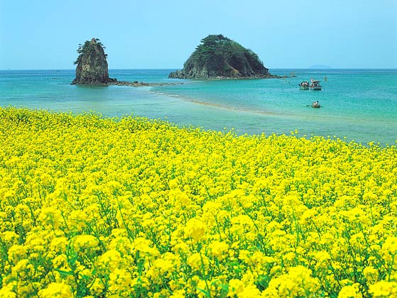 【青岛到韩国旅游】青岛到韩国价格查询_青岛