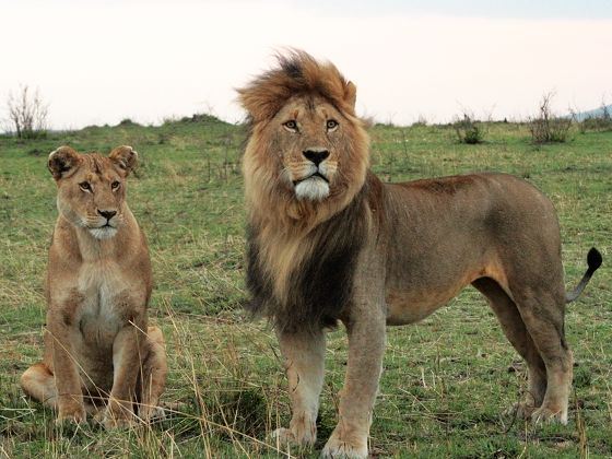 南京出发 【南京到肯尼亚旅游】肯尼亚、迪拜