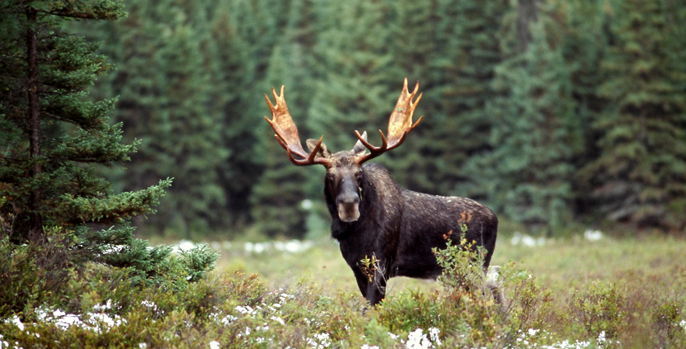 北京出发 加拿大西海岸原始森林观熊12日游【